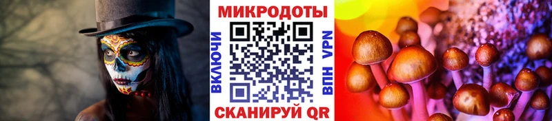 Галлюциногенные грибы Cubensis Купить где Ершов